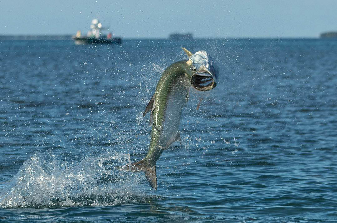 Tarpon fishing in Key West with Tailing Water Expeditions