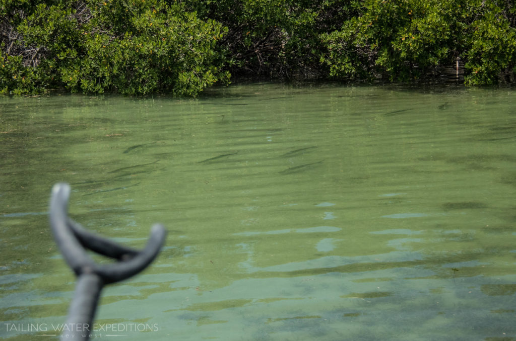 Targeting juvenile tarpon around the mangroves on a fly rod is a blast!