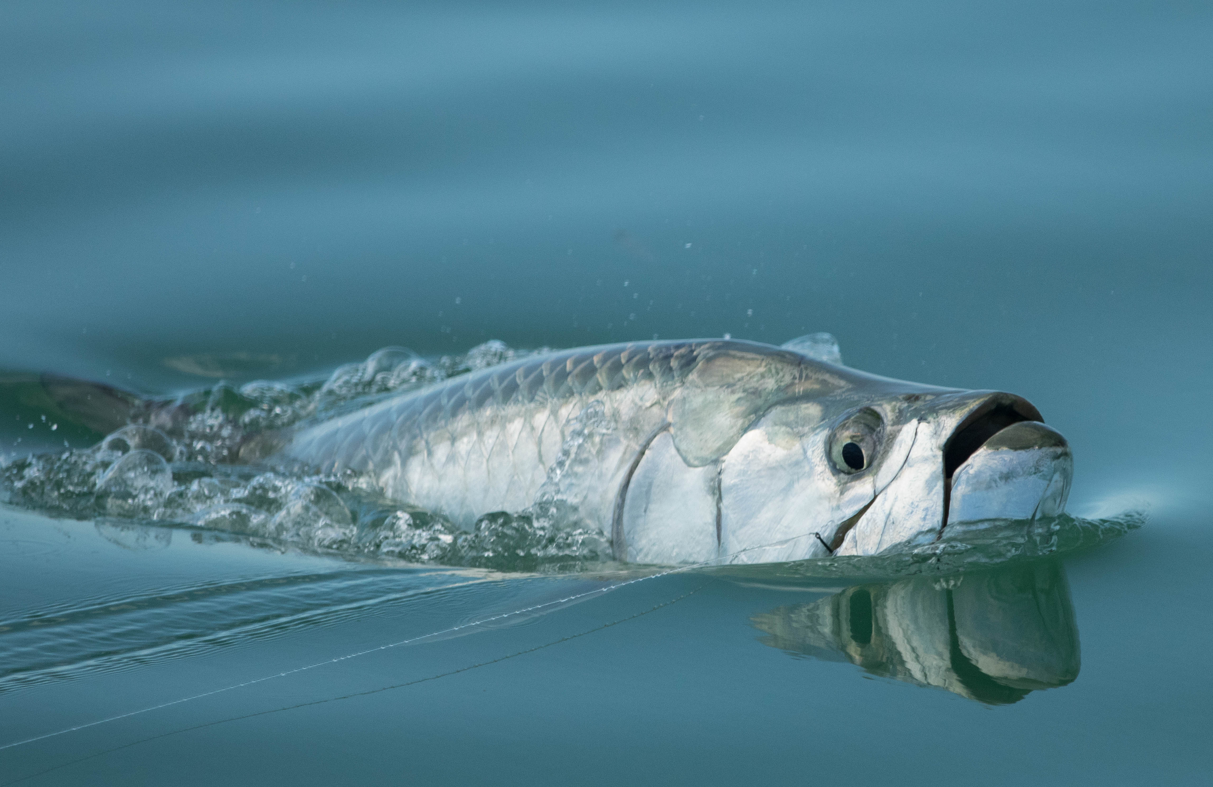 Tarpon gulp air to get oxygen as well breath through their gills like normal fish.