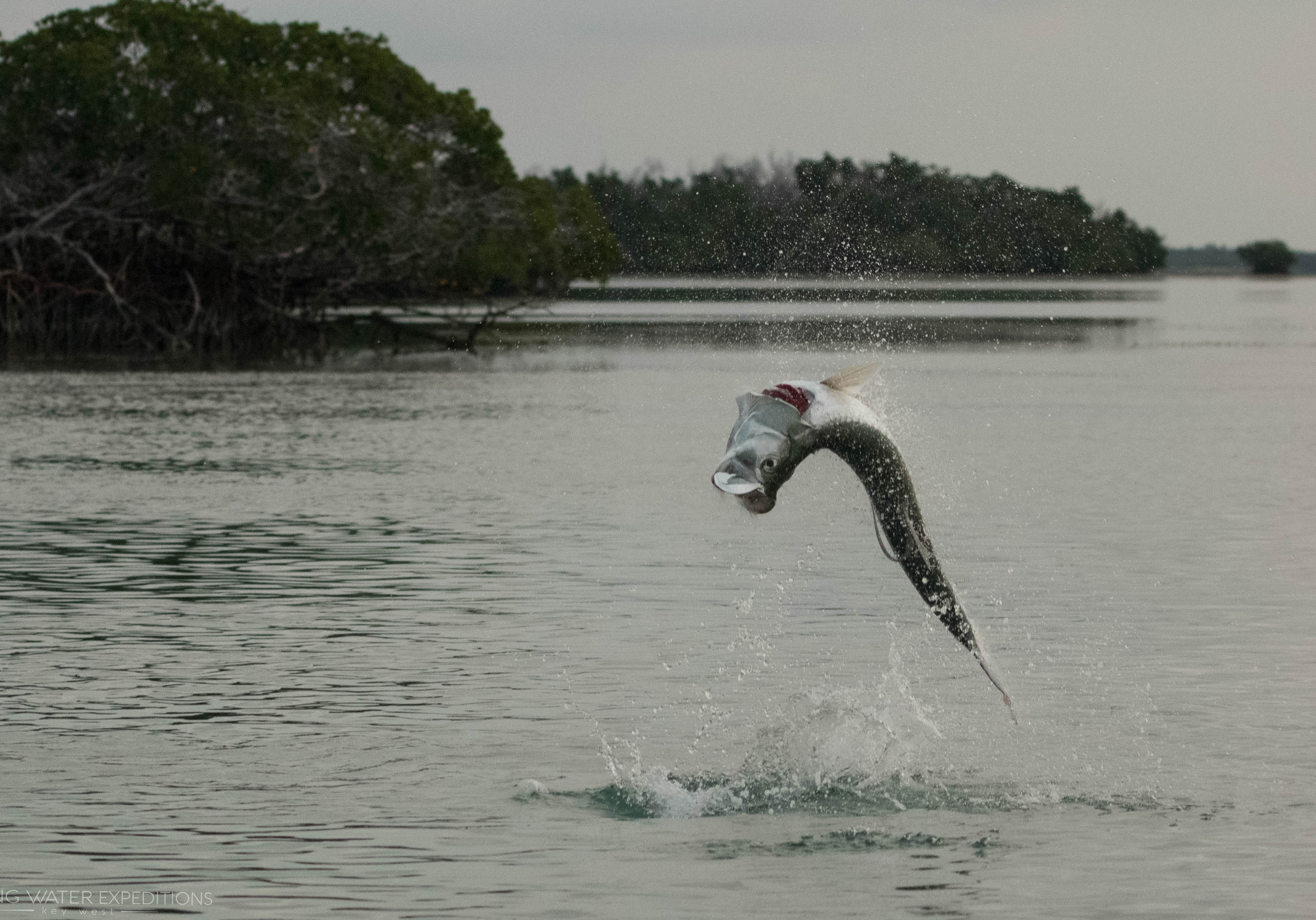 Here is a nice tarpon jumping in the backcountry off of Key West